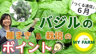 バジルの育て方を徹底解説！種まきのコツから摘芯・害虫対策も【つくる通信6月のタネ】