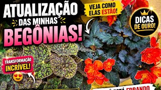 🌿 ATUALIZAÇÃO DAS MINHAS BEGÔNIAS 😍 | DICAS DE OURO PARA CULTIVO PERFEITO ✨