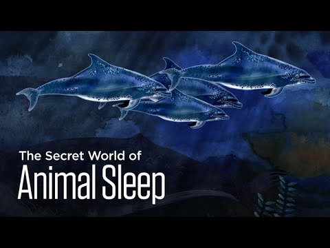 Video: How do dolphins sleep? Truth and fiction about dolphin sleep