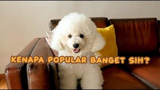 #76 Buat Yang Mau Pelihara Anjing Bichon Frisse | LUNA HAPPY FAMILY | Bichon Indonesia