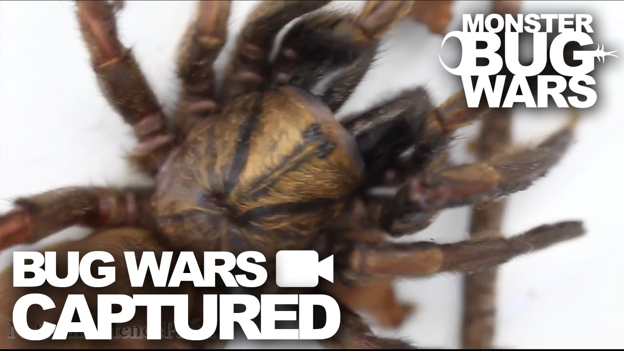 Bug Wars Captured | Compilation #2 | MONSTER BUG WARS