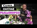 Como cultivar Phalaenopsis / Como cultivar Orquídeas