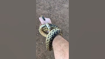 Saving a gopher snake