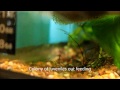 Hints on Breeding Bronze Corydoras Catfish (corys)