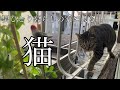 知らない猫が部屋に入って来た A strange cat came into the room.