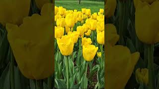 Tulips Of Turkey Şfet シ