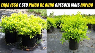 Faça A Sua Cerca Viva Pingo De Ouro Desenvolver Mais Rápido.