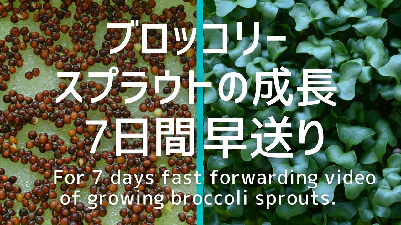 ブロッコリースプラウトの成長 ７日間早送り For 7 Days Fast Forwarding Video Of Growing Broccoli Sprouts Youtube