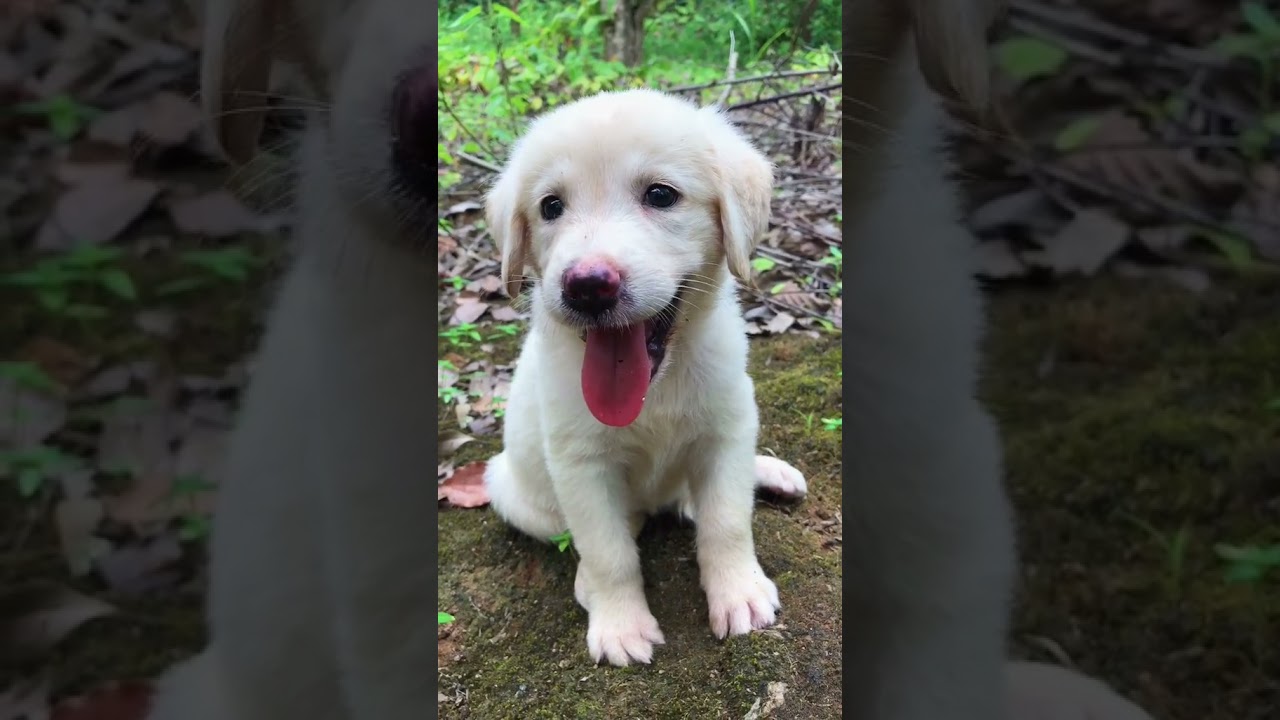 ⚠️ OMG! So Cute Dogs/Puppies  - Best Funny Dog Videos 2021 ||| Amazing Dog Videos 