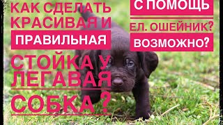 Как сделать стойку у легавая собака ? Возможно с ел. ошейник ???