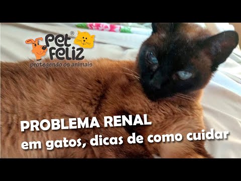 Vídeo: Vivendo Com Um Gato Com Doença Renal