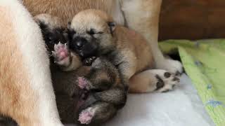 Sweet Shiba - Inu puppies: Charming Newborn Fluffballs #shiba #shibainu #shibapuppy