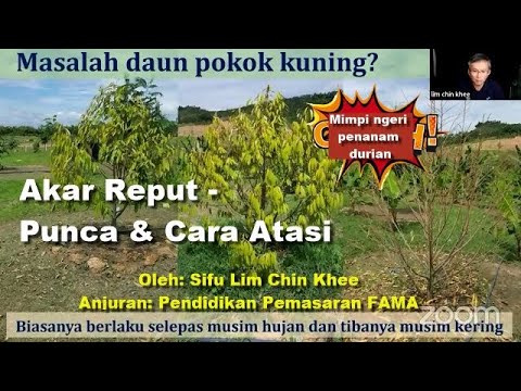 Video: Kawalan Reput Mahkota Fusarium - Petua Merawat Reput Fusarium Dalam Tumbuhan