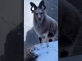 Human-Faced Ice Goat Spotted in Frozen Mountains 😱 | Mystery Creature #Shorts