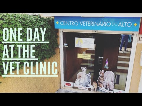 Video: Bezdlaka Mačka Tješi Pacijente Kućne Ljubimce U Vet Clinic