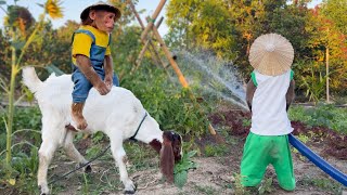 Cutis Farmer Take Goat Take Care Of The Farm!