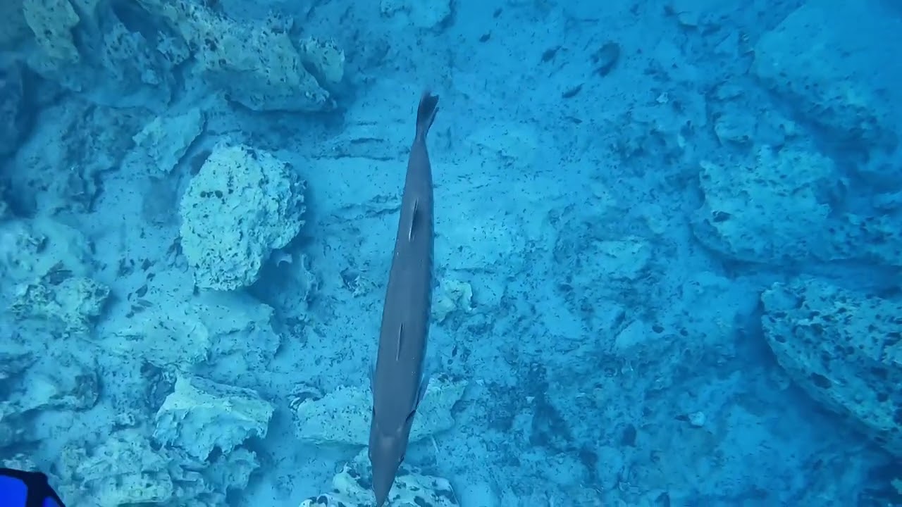 The Barracuda at Barracuda Lake Coron Palawan