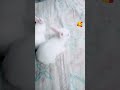 @javedzh #rabbit 🥰🥰🥰
