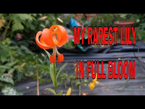 Lilium chalcedonicum, one of the rarest lilies with brilliant