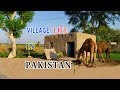 Pakistan village life daily routine  pakistani rural punjab