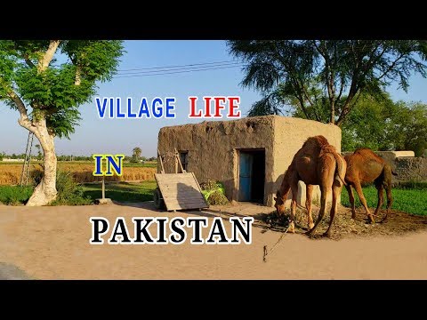 pakistan-village-life-daily-routine-|-pakistani-rural-punjab