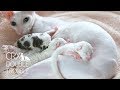 Two day old Cornish rex kittens [CUTE KITTENS]