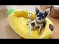 悲しいお知らせ。まだ10ヶ月でシオンくんが旅立ちました。