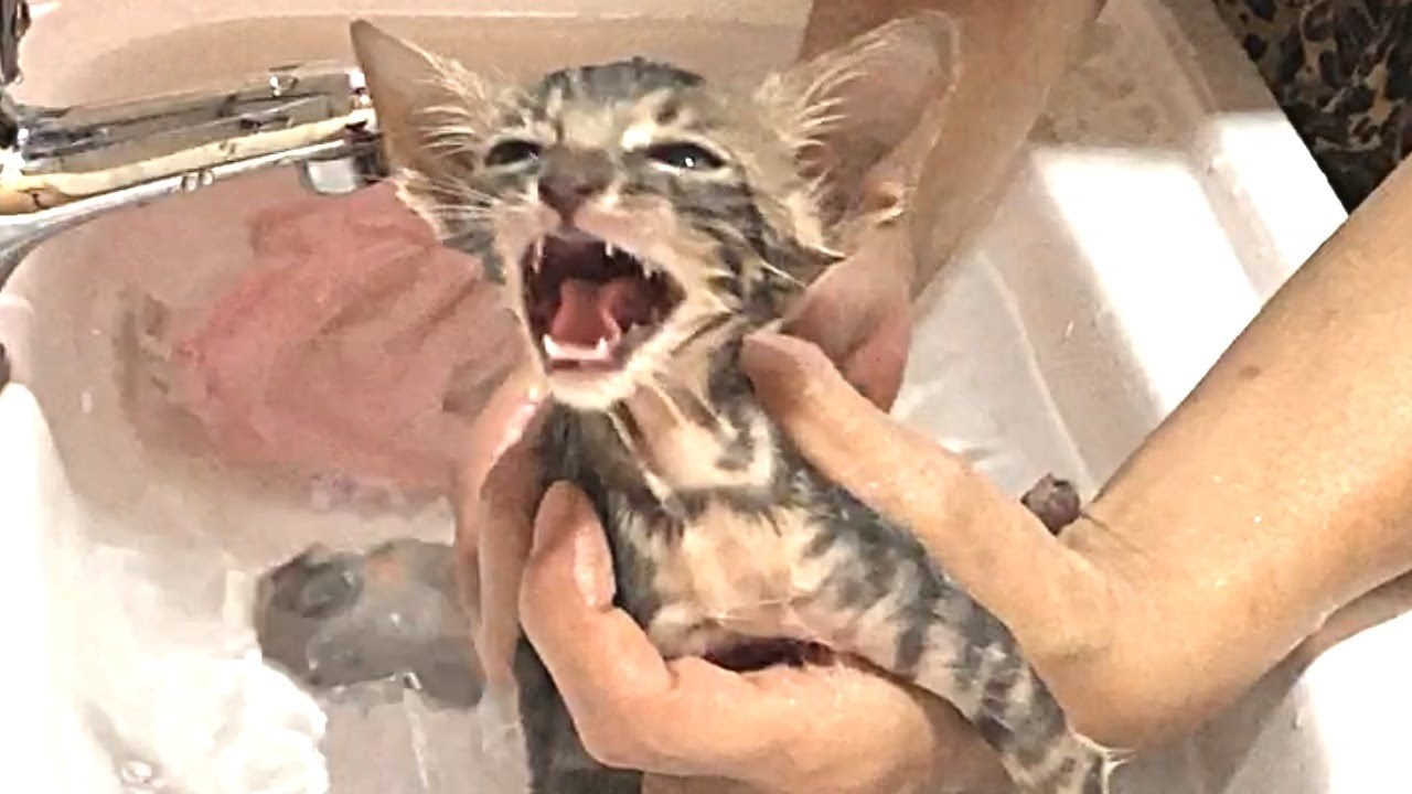 【First bath for Dirty cute kittens】