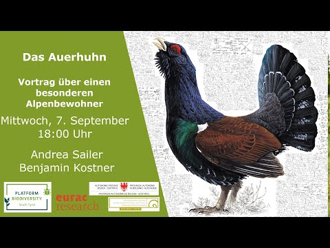 Video: Auerhuhn häufig: Beschreibung, Foto