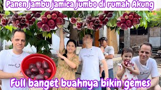 PANEN JAMBU JAMAICA JUMBO DI RUMAH AKUNG || FULL BANGET BUAHNYA BUAHNYA BIKIN GEMES