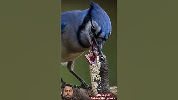 #سورة_الإخلاص #egzonibrahimi #ikhlas#quran  #nature #birds #birdslovers #shortvideo #viralvideo