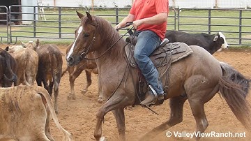 Boons Highbrow***For info, price, etc., go to our website*** ValleyViewRanch.net