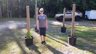 How to grow Dragon Fruit in SWFL ( part 2 )