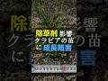 除草剤を使うとクラピアの成長に差が出ました #Shorts