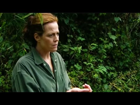 Destroying Snares | Gorillas Revisited with Sigourney Weaver | BBC Earth