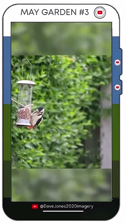 May Garden #3  UnaVideo  - Vertical Video Frame Surround  -Dave Jones Derivative Version