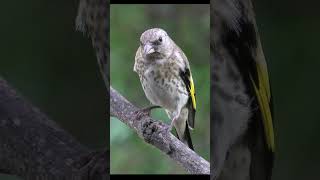 #bird #nature молодой щегол