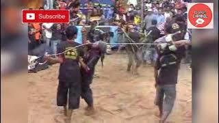 KALAPAN BANTENGAN MEGAMERU 🦂🕸⚘-Benjor Tumpang -Malang🍎🍏🌷