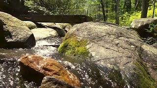 (REAL) Forest Creek Sounds | 3 Hours | Sleep, Relax, Spa, Focus or Meditation