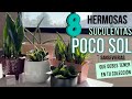 8 Sansevierias, Dracaenas que debes tener en tu colección