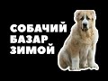 Собачий Рынок // Ит Базар // Алматы 7 декабря 2019 г.