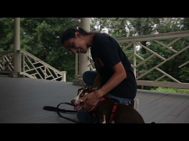 Fairmount Park PA Dog Training with Suburban K9!