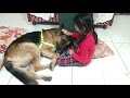 You are my Jigar ka Tukda @rockstaravni17 Love you Big Sister 😘 #dog #gsd #simba #love #play #shorts