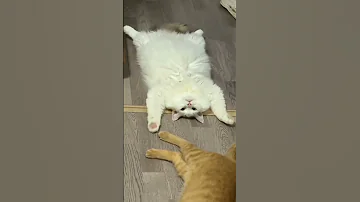 قطط مضحكة جدا قطط مضحكة جدا صوت أصوات قطط مضحكة جدا Shorts Cat 