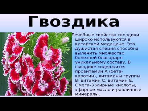 Польза гвоздики при гипертонии и других заболеваниях, противопоказания