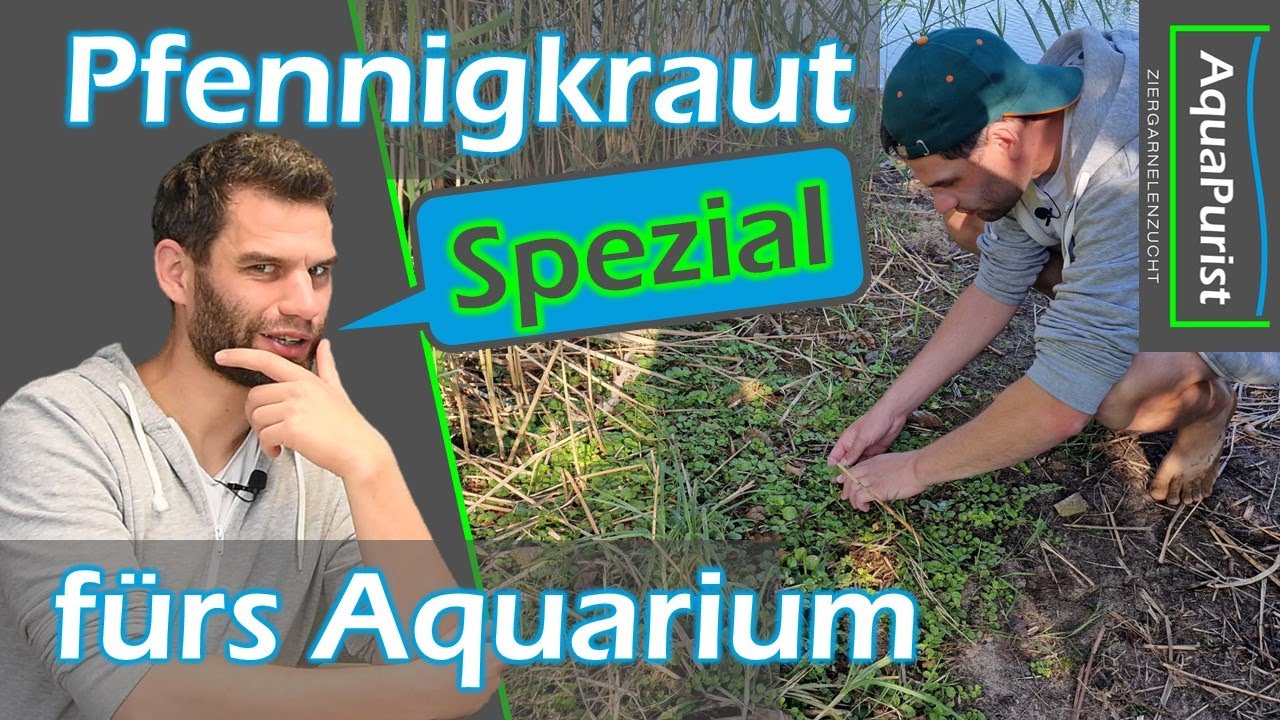 Kostenlose Stängelpflanzen für das Aquarium!!! - Pfennigkraut [5000 Abo Special]