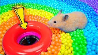 🐹Hamster Pool Maze Escape With Pop It 🐹🌈