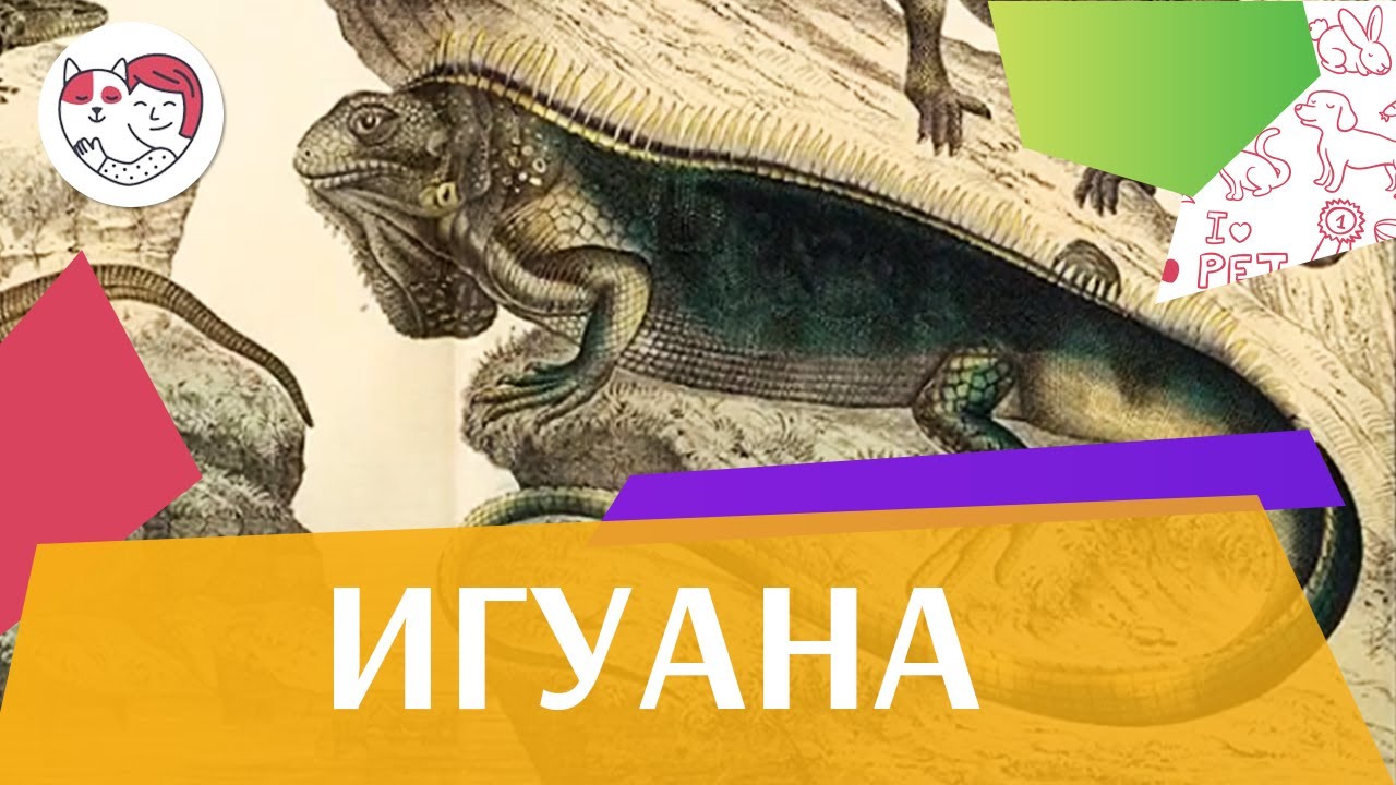питомцы кукол лол Игуана В хрониках Перу на ilikepet
