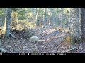 Trail Camera Slideshow