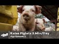 How To Raise Piglets in 3 Minutes